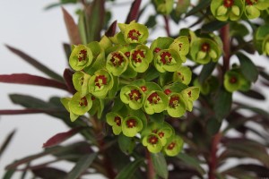 Wilczomlecz migdałolistny 'Purpurea' C2