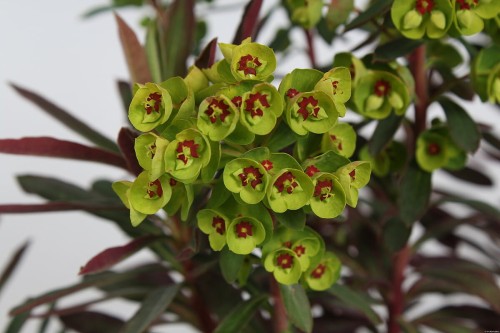 purpurea_euphorbia-amygdaloides_77417_3.jpg