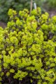 purpurea_euphorbia-amygdaloides_77417_2.jpg