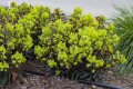 purpurea_euphorbia-amygdaloides_77417_1.jpg