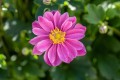 little-breeze-sweet_anemone_73260_3.jpg