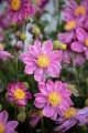little-breeze-sweet_anemone_73260_2.jpg