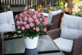 little-breeze-sweet_anemone_73260_1.jpg