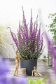 luminara-lilac_lythrum-hybrida_77387_3.jpg