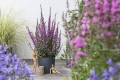 luminara-lilac_lythrum-hybrida_77387_2.jpg