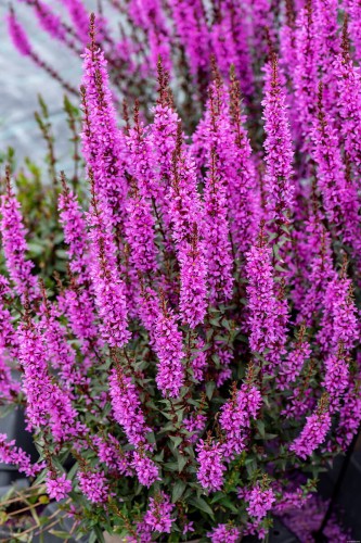 luminara-lilac_lythrum-hybrida_77387_1.jpg