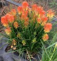 poco-daybreak_kniphofia-hybrida_75146_2.jpg