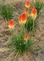 poco-daybreak_kniphofia-hybrida_75146_3.jpg