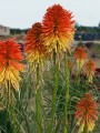 poco-daybreak_kniphofia-hybrida_75146_1.jpg