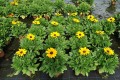 sunbeckia-maya_rudbeckia-hirta_76412_3.jpg