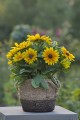 sunbeckia-maya_rudbeckia-hirta_76412_2.jpg