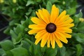sunbeckia-maya_rudbeckia-hirta_76412_1.jpg