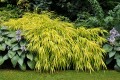 all-gold_hakonechloa-macra_79996_2.jpg