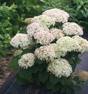 Hortensja krzewiasta BellaRagazza® 'Blanchetta' C5