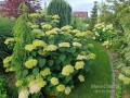 Hortensja krz Lime Rickey.jpg