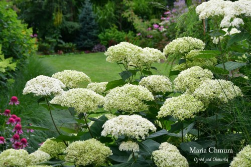 Hortensja krz Lime Rickey4.jpg