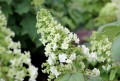 Hydrangea Gatsby Star 1.jpg