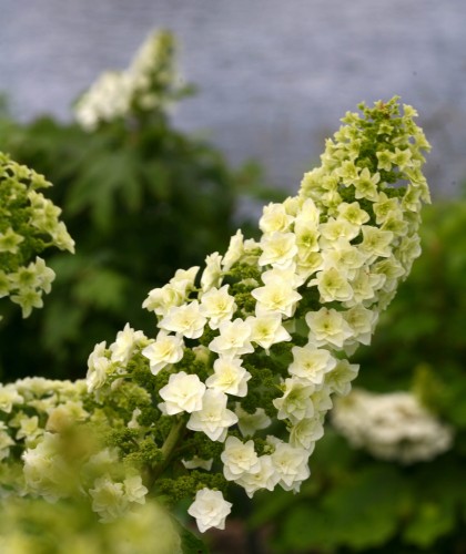 Hydrangea Gatsby Star 2.jpg