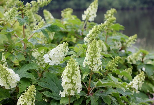 Hydrangea Gatsby Girl 1.jpg