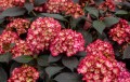 Hydrangea Eclipse 5.jpg
