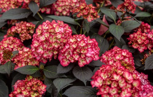 Hydrangea Eclipse 5.jpg