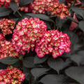 Hydrangea Eclipse.png