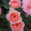 Rosa Easy Elegance Calypso 9.png