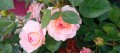 Rosa Easy Elegance Calypso 13.jpg