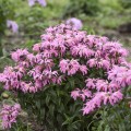 Monarda Electric Neon Coral 1.jpg