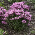 Monarda Electric Neon Coral 2.jpg