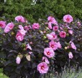 Hibiscus Summerific Edge of Night 2.jpg