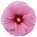 Hibiscus Summerific Edge of Night 5.jpg