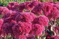 Sedum Thunderhead 3.jpg
