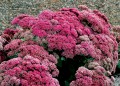 Sedum Thunderhead 4.jpg
