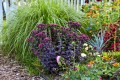 oriental-dancer_sedum-telephium_75245_2.jpg