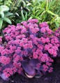 oriental-dancer_sedum-telephium_75245_3.jpg