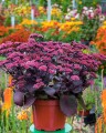 oriental-dancer_sedum-telephium_75245_1.jpg