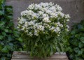 genti-white_campanula-glomerata_72259_3.jpg