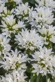 genti-white_campanula-glomerata_72259_1.jpg