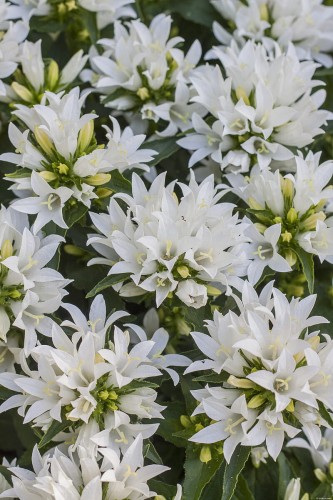 genti-white_campanula-glomerata_72259_1.jpg