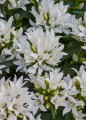 genti-white_campanula-glomerata_72259_2.jpg