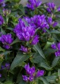 genti-blue_campanula-glomerata_72262_4.jpg
