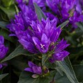 genti-blue_campanula-glomerata_72262_2.jpg