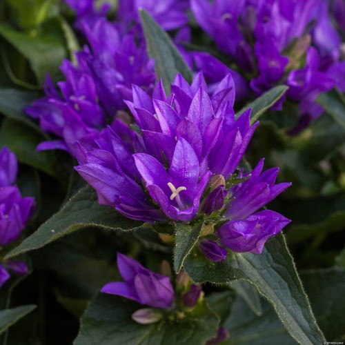 genti-blue_campanula-glomerata_72262_2.jpg