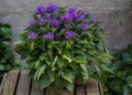 genti-blue_campanula-glomerata_72262_3.jpg