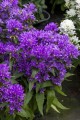 genti-blue_campanula-glomerata_72262_1.jpg