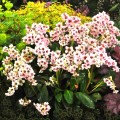 dragonfly-angel-kiss_bergenia-hybrida_70784_1.jpg