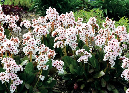 dragonfly-angel-kiss_bergenia-hybrida_70784_2.jpg