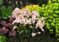 dragonfly-angel-kiss_bergenia-hybrida_70784_3.jpg