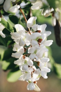 Robinia akacjowa 'Tortuosa' K4
